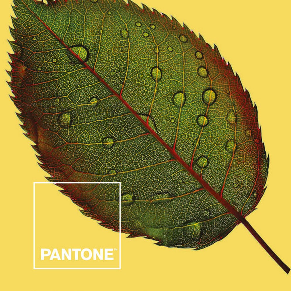 Capac nordic Nature Pantone - Dimensiuni Pat de 150 (240 x 220 cm)